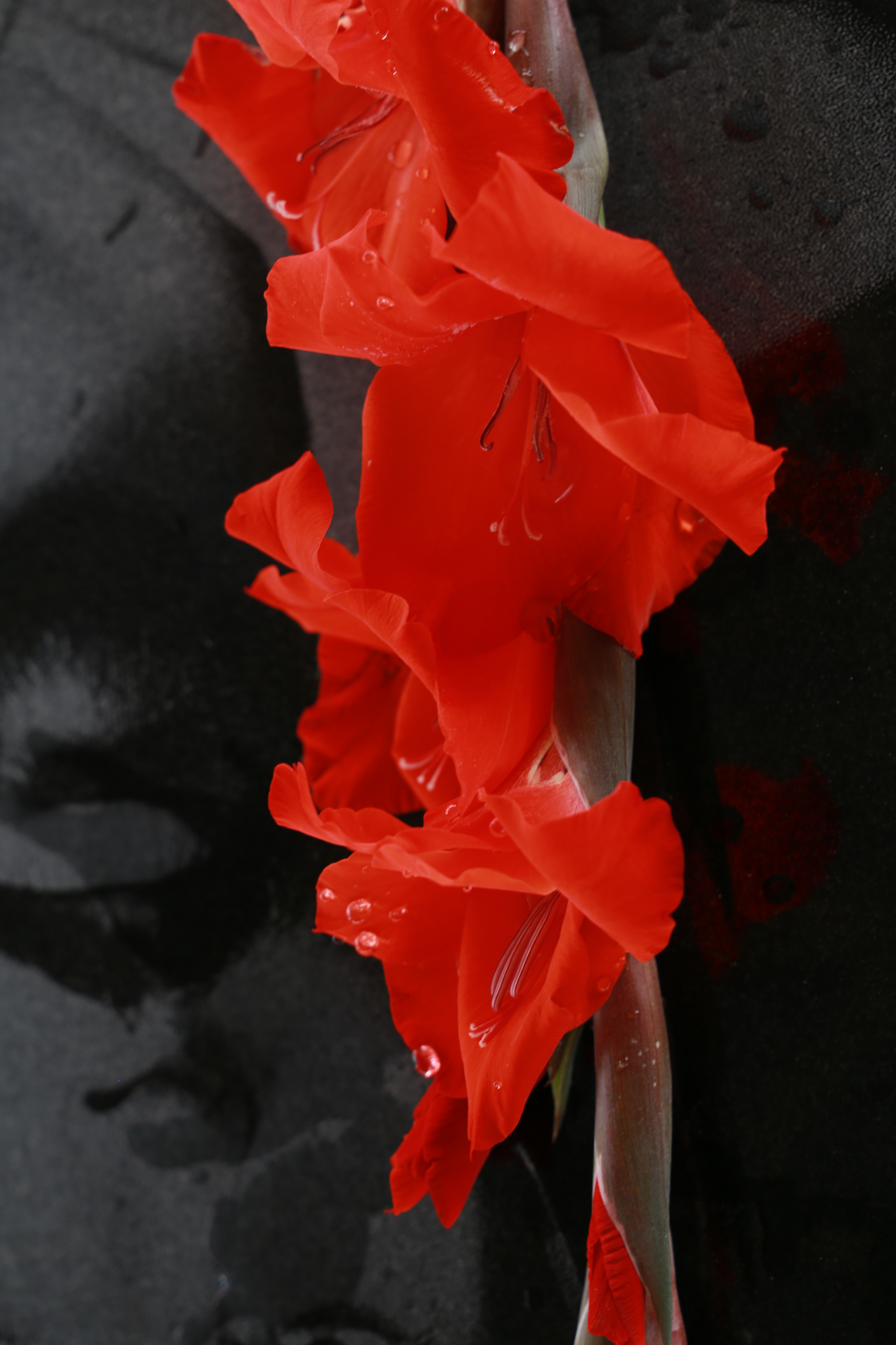 غبارروبی مزار شهدا 4